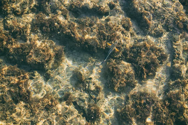 Каміння у чистій воді та рибі — стокове фото