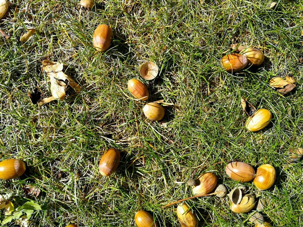 çim üzerinde meşe palamudu