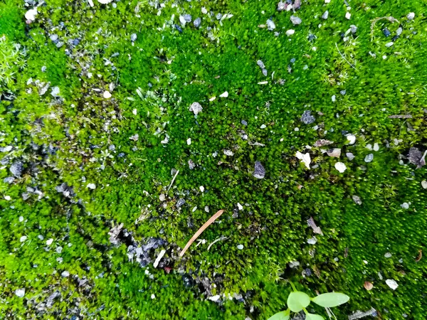 接近绿色苔藓 — 图库照片