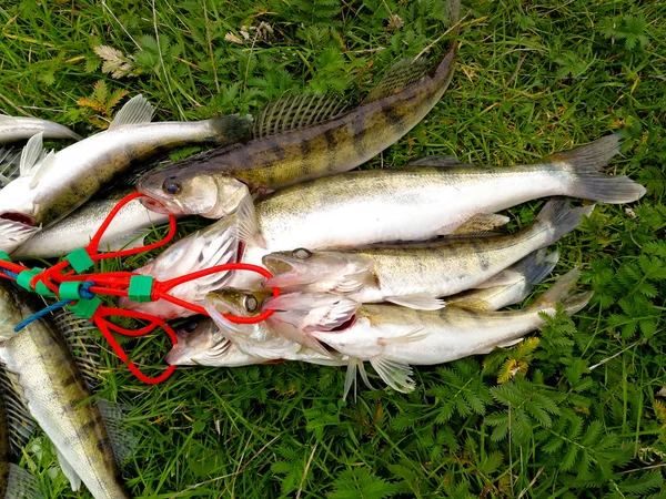 Ett gäng fångad fisk på gräset — Stockfoto