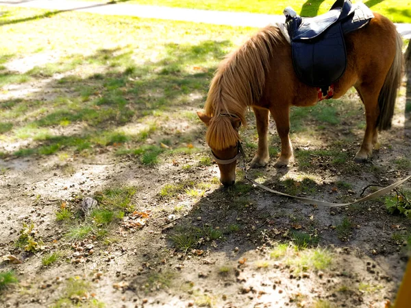 Pony auf der Liegewiese im Sommer — Stockfoto