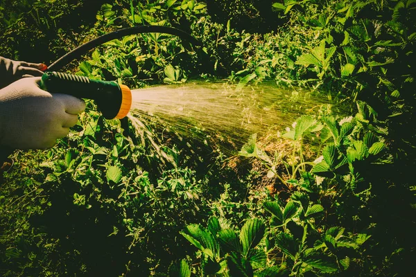 Gartenbewässerung — Stockfoto