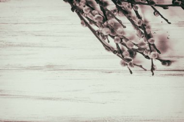 Ahşap arka plan üzerinde kedi. Willow