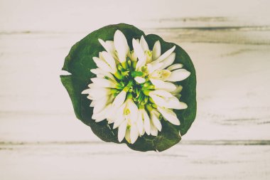 Kardelen ahşap arka plan üzerinde