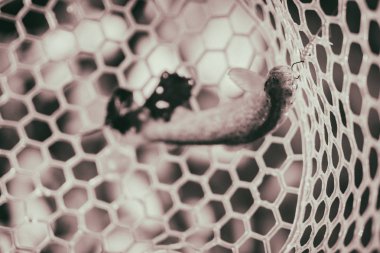 Bir balıkçı tarafından alabalık yakaladı