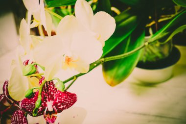 Ahşap beyaz zemin üzerine güzel çiçekler