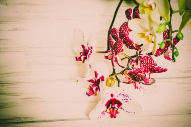 Ahşap beyaz zemin üzerine güzel çiçekler