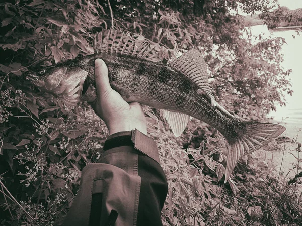 Στο χέρι του ένας ψαράς που αλιεύονται ψάρια — Φωτογραφία Αρχείου