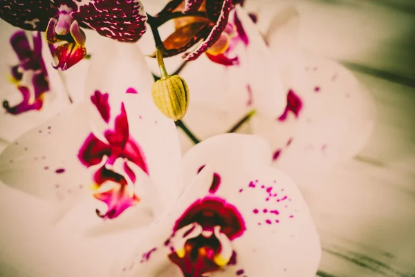 Orkidéer på en trä bakgrund — Stockfoto