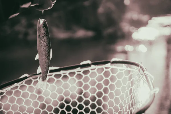 Trout caught by a fisherman — Stock Photo, Image