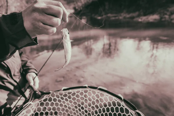 Trucha capturada por un pescador — Foto de Stock