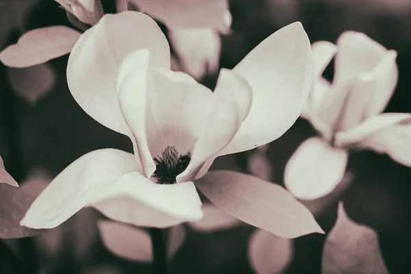 Magnolia blommor — Stockfoto