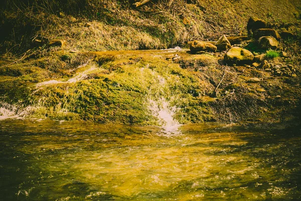 Magnífica paisagem, rio de montanha, vida selvagem — Fotografia de Stock