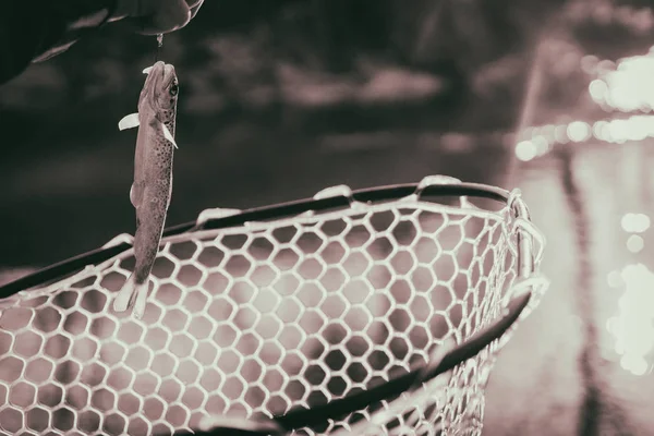 Trucha capturada por un pescador — Foto de Stock