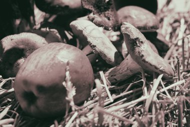 Mantar ve saman üzerinde elma