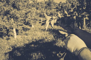 Bahçe Kur ve Sebze Bahçesi