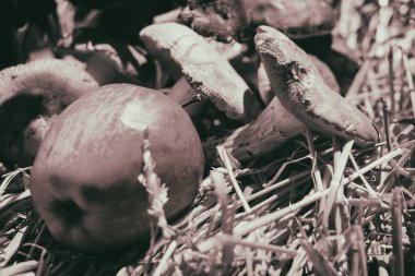 Mantar ve saman üzerinde elma