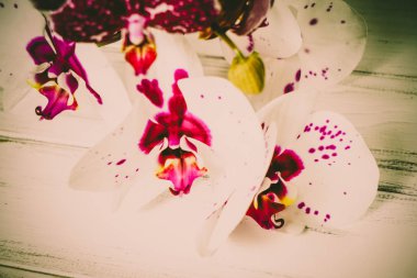 Ahşap arka plan üzerinde orkide