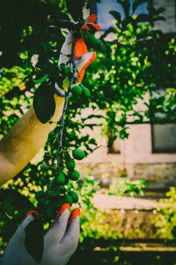 Bahçe Kur ve Sebze Bahçesi