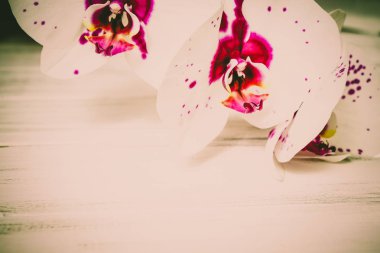 Ahşap arka plan üzerinde orkide