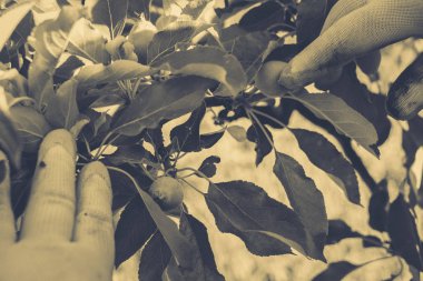 Bahçe Kur ve Sebze Bahçesi