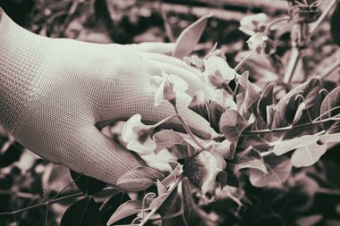 Bahçede sebze yetiştiriyorum.