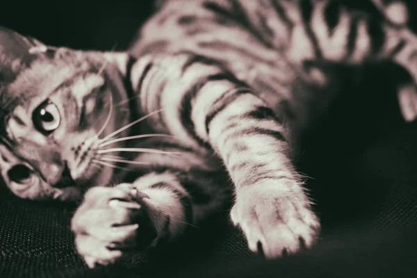 Bengal cat playing on the armchair — Stock Photo, Image