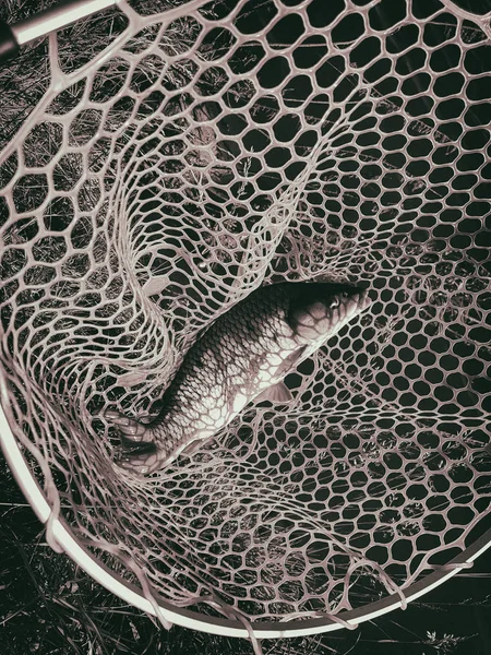 Atrapado una carpa — Foto de Stock