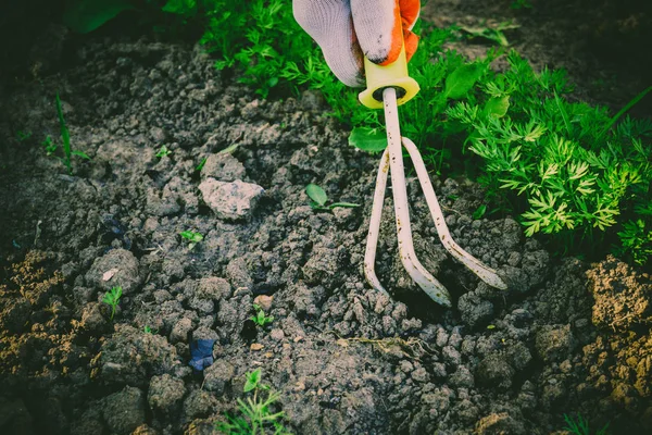 El concepto de jardinería — Foto de Stock