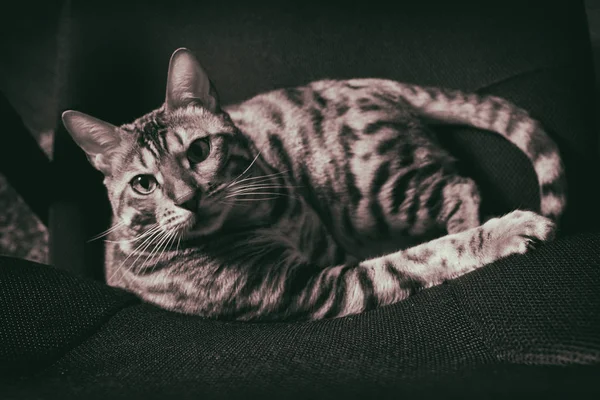 Bengal cat playing on the armchair — Stock Photo, Image