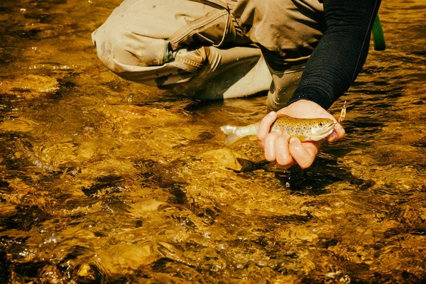 Pesca alla trota in un fiume di montagna — Foto Stock