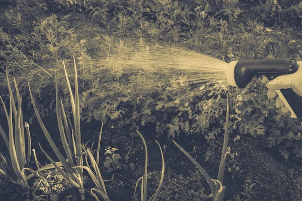 Gartenbewässerung — Stockfoto