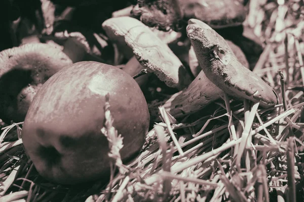 Μανιτάρια και τα μήλα στο σανό — Φωτογραφία Αρχείου