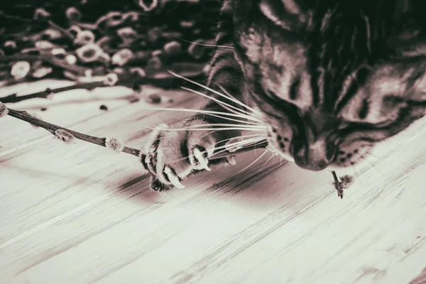 Katze auf einem hölzernen Hintergrund. Weiden — Stockfoto