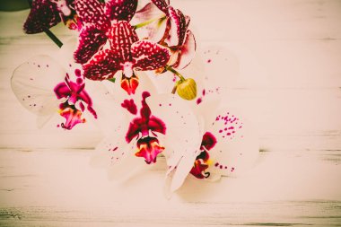 Ahşap arka plan üzerinde orkide