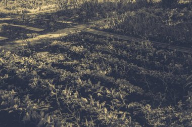 Bahçe Kur ve Sebze Bahçesi