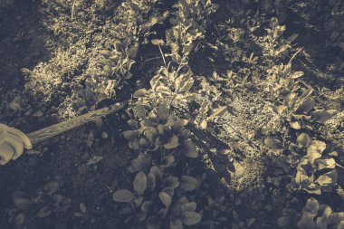 Alarak ve Bahçe ve sebze için bakım