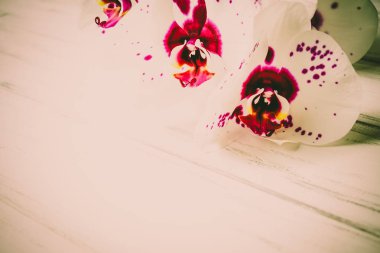 Ahşap beyaz zemin üzerine güzel çiçekler