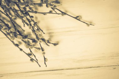 Beyaz bir arka planda söğüt dalları