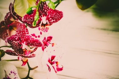 Ahşap beyaz zemin üzerine güzel çiçekler