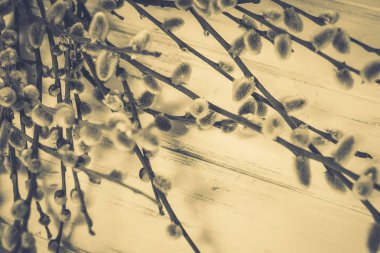 Beyaz bir arka planda söğüt dalları