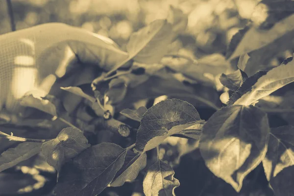 Werben um Garten und Gemüsegarten — Stockfoto