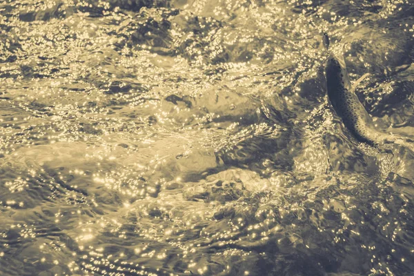 Vissen op forel in de rivier van de berg — Stockfoto