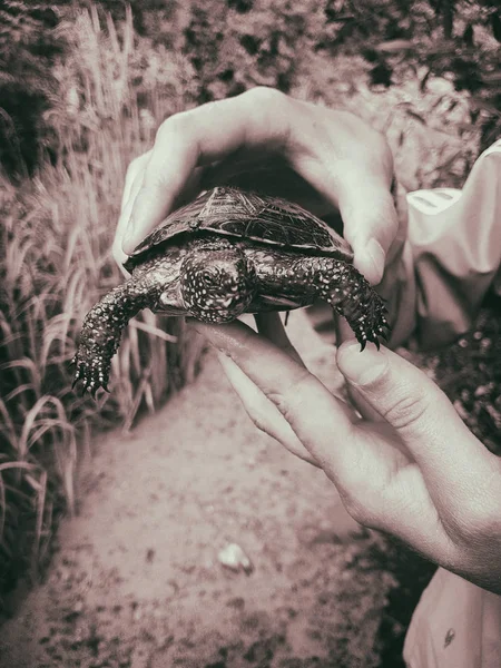 Χελώνα Marsh στα χέρια — Φωτογραφία Αρχείου