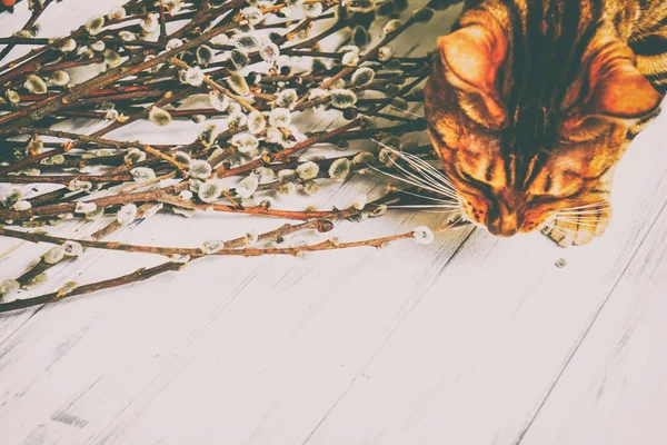 Gato em um fundo de madeira. Salgueiro — Fotografia de Stock