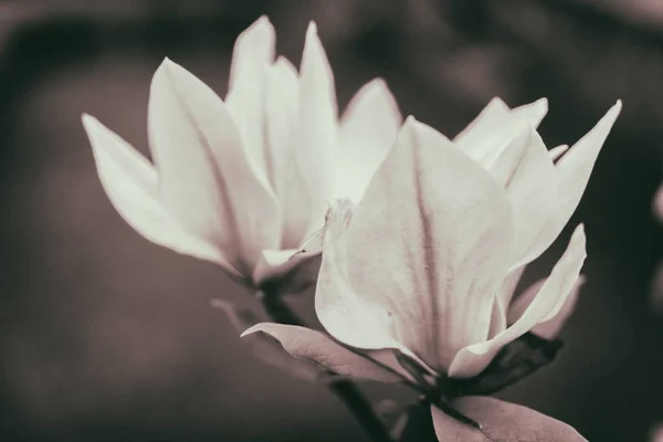 Magnolia blommor — Stockfoto