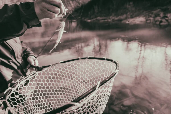 Trucha capturada por un pescador — Foto de Stock