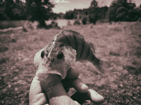 Poisson pris dans la main d'un pêcheur — Photo