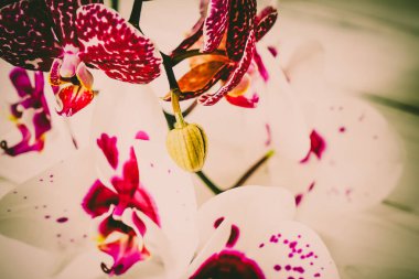 Ahşap arka plan üzerinde orkide