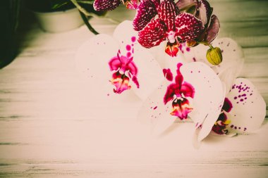 Ahşap arka plan üzerinde orkide